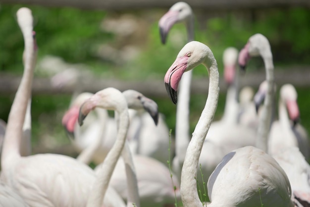 Eine Familie wunderschöner rosa Flamingos steht im Park