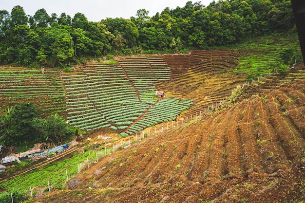 Eine Farm im Dschungel von Sri Lanka