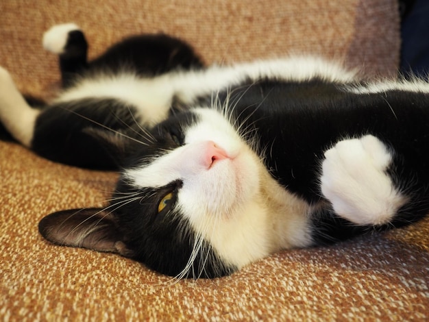 Eine faule schwarz-weiße Katze ist auf einer braunen Bettdecke oder einem Teppich ausgestreckt Das junge Tier schläft oder ist gerade aufgewacht Ausgestreckte Beine und geschwungener Körper