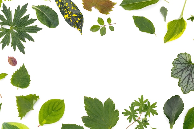 Eine flache Schicht von Blättern verschiedener Pflanzen liegt auf einem weißen Hintergrund in Form eines Rahmens.