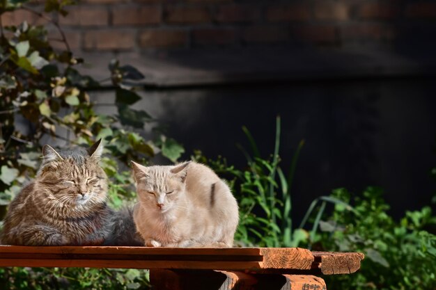 Eine flauschige getigerte Katze und eine rothaarige Katze sitzen seitlich auf einer Bank und sonnen sich in der Herbstsonne