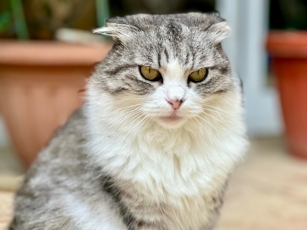 Eine flauschige graue Katze sitzt im Hof.