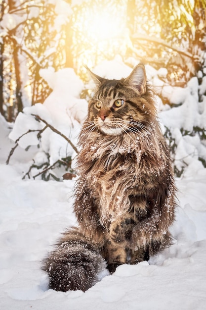 Foto eine flauschige große katze mit großen gelben augen sitzt auf dem schnee im sonnigen winterwald