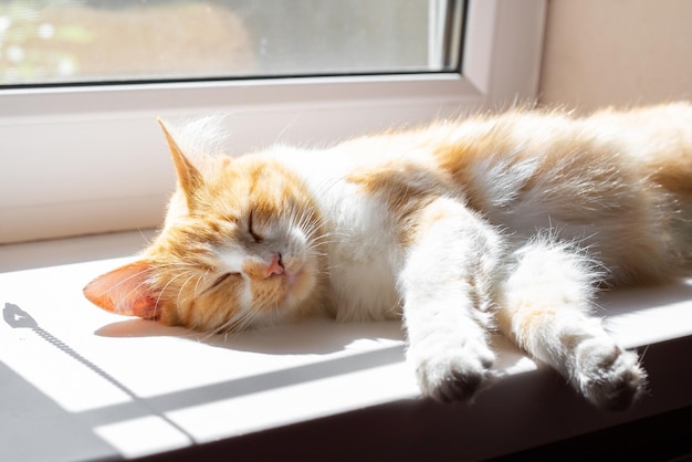 Eine flauschige Katze schläft auf dem Fenster und sonnt sich in der Frühlingssonne