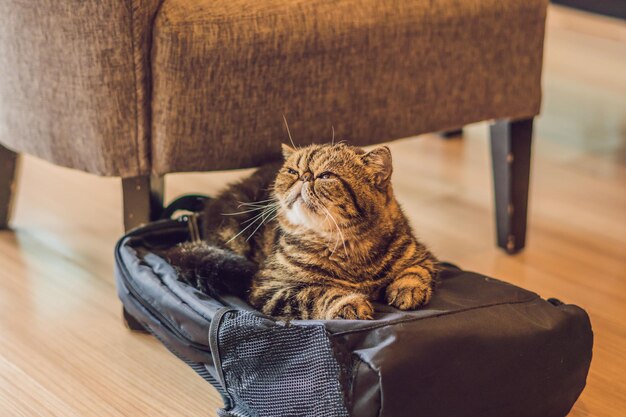 Eine flauschige Katze schläft auf einem Rucksack