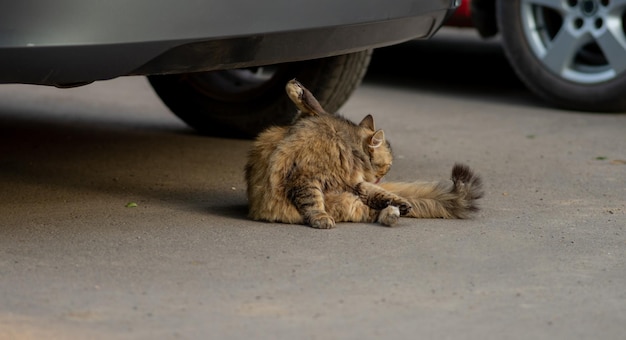 Foto eine flauschige katze wäscht sich mit erhobener pfote auf dem parkplatz