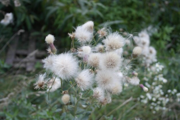 Foto eine flauschige pflanze auf einem hintergrund aus grünen büschen