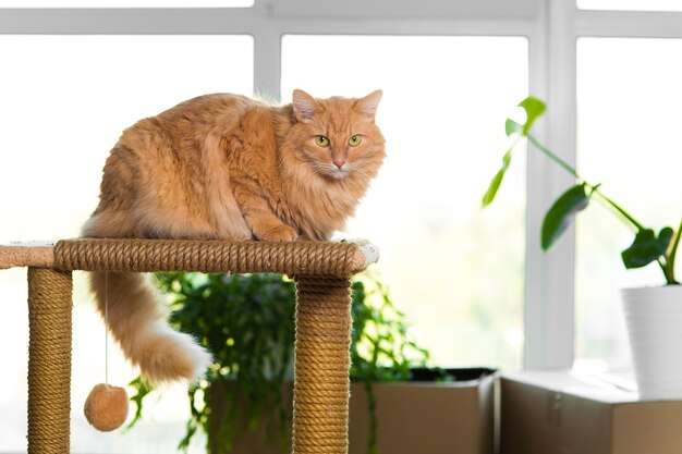 Eine flauschige rote Katze im Hintergrund des Fensters sitzt auf einem Kratzbaum