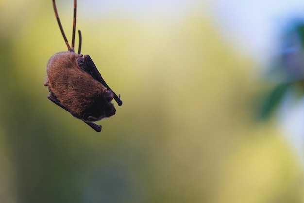 Eine Fledermaus hängt an einem Ast im Wald.