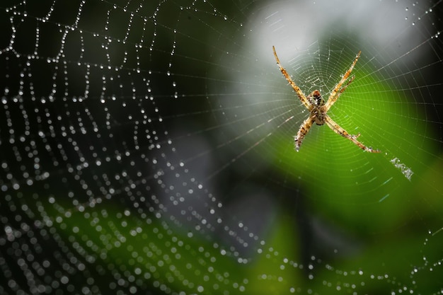 Eine Fliege auf dem Blatt zur Frühlingszeit