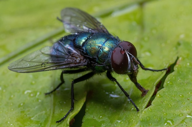 Foto eine fliege auf dem blatt zur frühlingszeit