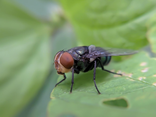 Eine Fliege auf einem Blatt auf verschwommenem Hintergrund Tierisches Makrofoto