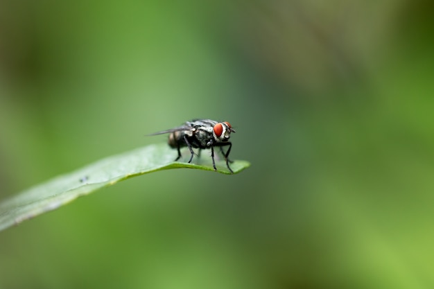 Eine Fliege auf einem grünen Blatt