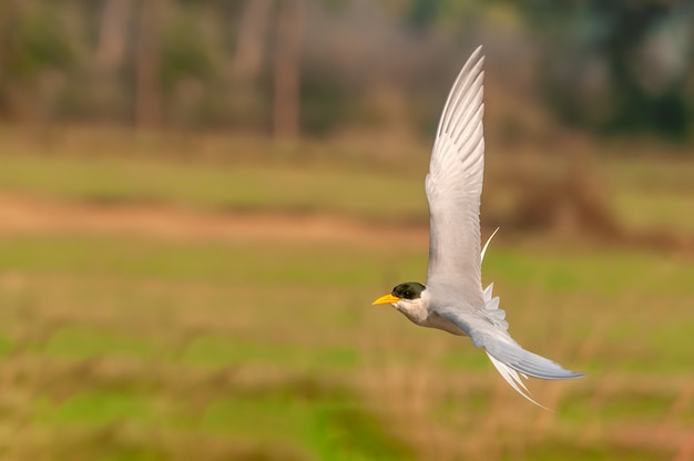 Eine Flussseeschwalbe fliegt über ein Feld