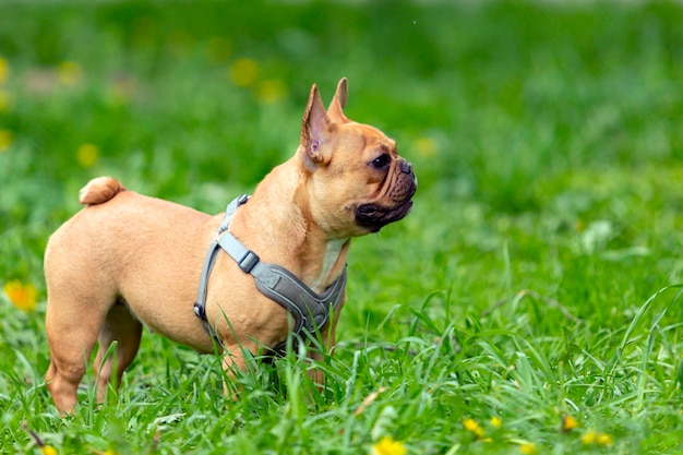 Eine französische Bulldogge auf einem Feld