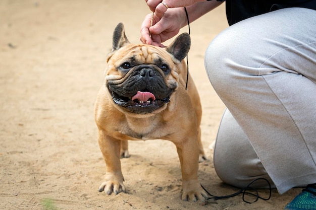 Eine französische Bulldogge auf einer Hundeausstellung. Posieren vor der Jury...