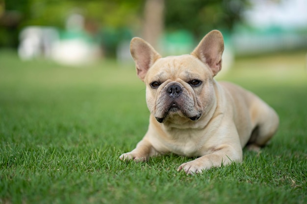 Eine französische Bulldogge, die auf dem Gras liegt