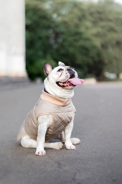 Eine französische Bulldogge, die einen Pullover trägt, sitzt auf einer Straße.