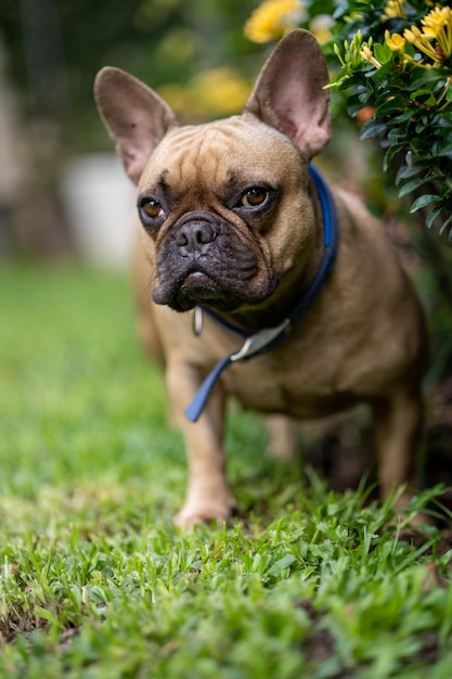 Eine französische Bulldogge im Gras