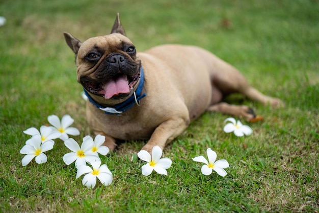 Eine französische Bulldogge liegt im Gras mit Blumen auf dem Boden