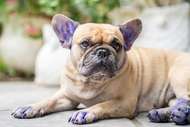 Eine französische Bulldogge mit lila Ohren, die auf dem Boden liegt