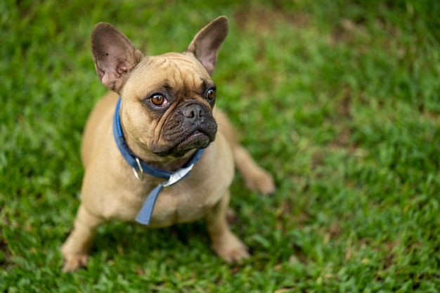 Eine französische Bulldogge sitzt auf dem Gras