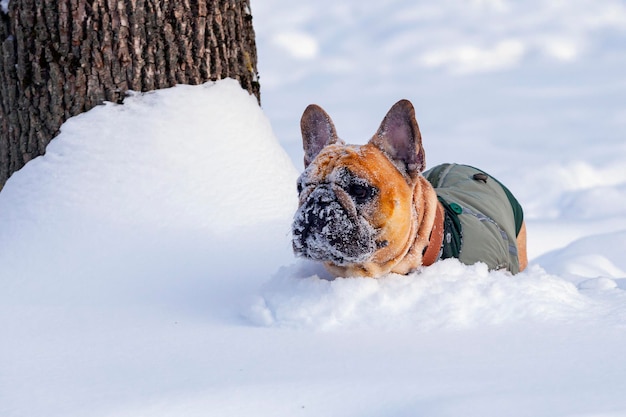 Eine französische Bulldogge spielt im Schnee