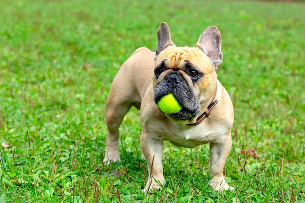 Eine französische Bulldogge spielt mit einem Ball auf dem Rasen.....