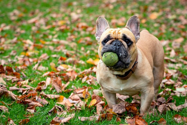 Eine französische Bulldogge spielt mit einem Ball auf dem Rasen...