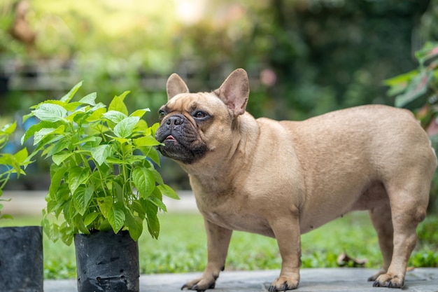 Eine französische Bulldogge steht neben einem Blumentopf mit dem Wort Basilikum darauf.