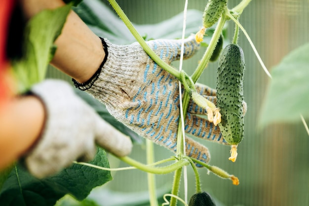 Eine Frau arbeitet im Frühjahr im Gewächshaus eines Bauern und sammelt frische grüne Gurken. Anbau von Industriegemüsekulturen.