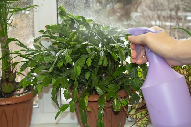 Eine Frau besprüht Pflanzen mit einer Sprühflasche