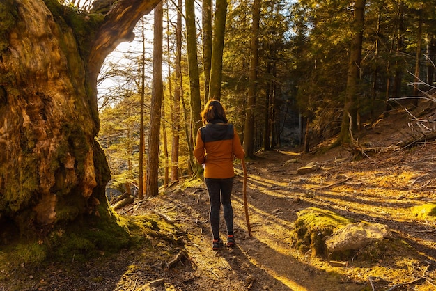 Eine Frau, die an einem Nachmittag bei Sonnenuntergang in einer gelben Jacke auf einer Wanderung durch den Wald spazieren geht