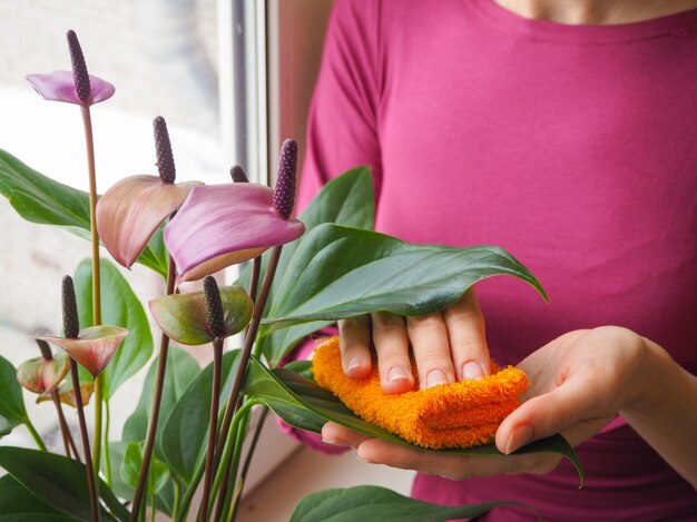 Eine Frau, die sich um eine Topfpflanze kümmert. Züchtung von Anthurium.