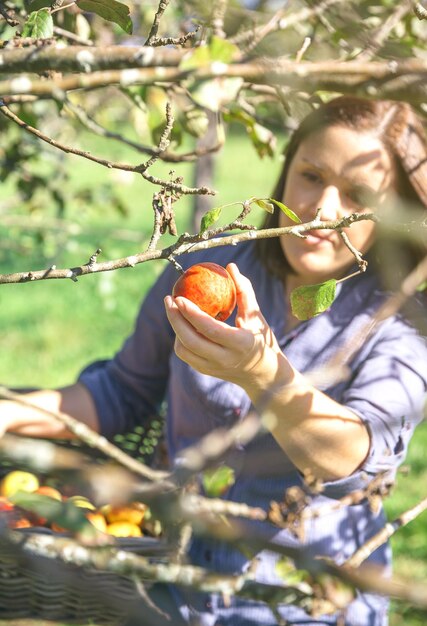 Foto eine frau erntet äpfel im obstgarten