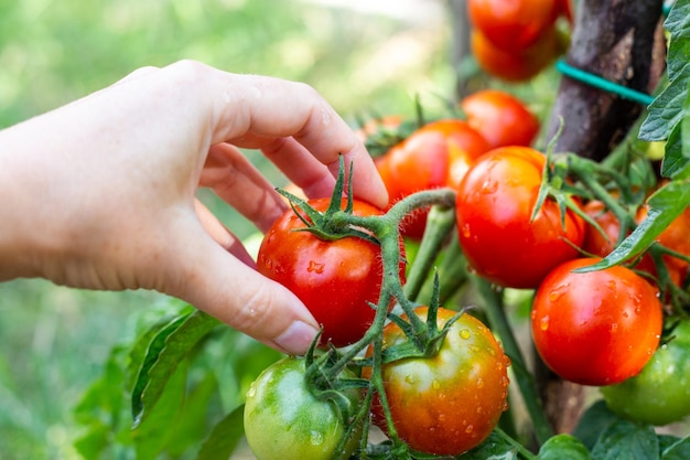 Foto eine frau erntet nach dem regen reife rote tomaten aus einem busch und baut im garten gemüse an