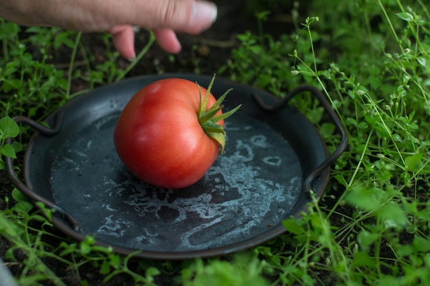 Eine Frau erntet Tomaten. Frauenarbeiter auf dem Land halten ein vegetarisches Produkt