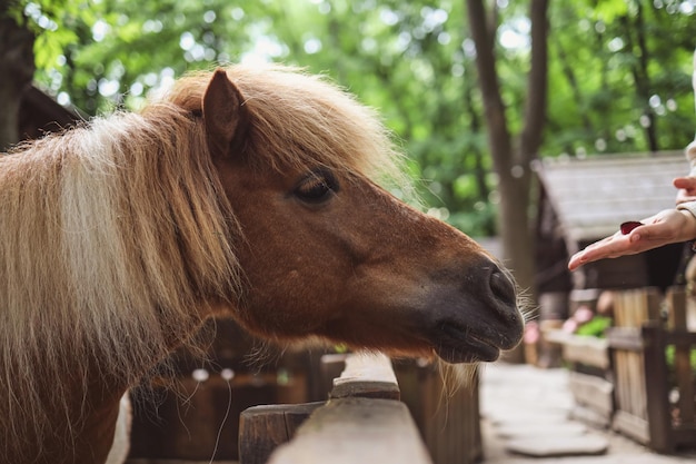 Eine Frau füttert im Zoo Help Animals ein Pferd aus ihren Händen