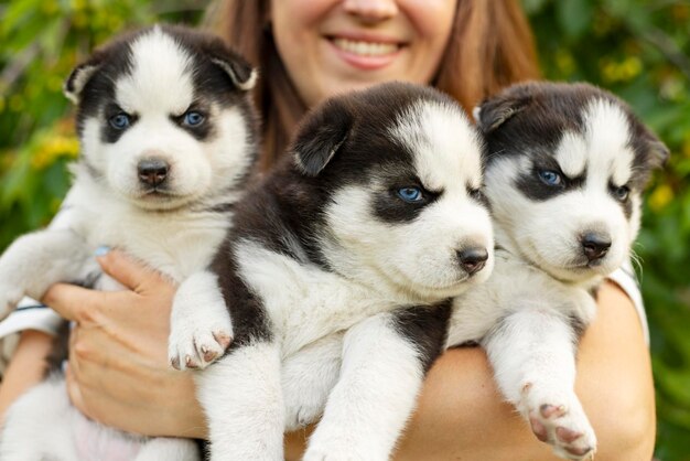 Foto eine frau hält drei wunderbare reinrassige husky-hündchen in ihren händen