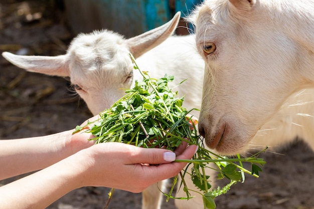 Eine Frau hält ein Gras in ihren Händen und füttert eine Ziege und eine kleine Ziege mit Gras. Tiere pflegen