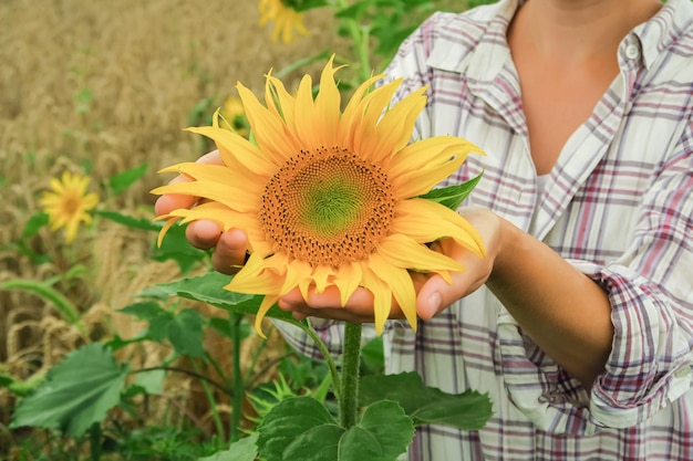 eine frau hält eine junge reifende sonnenblume in ihren handflächen. Sonnenblumenanbaukonzept