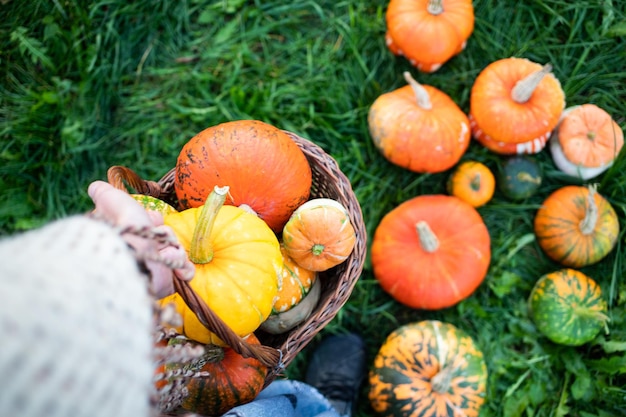 Eine Frau hält herbstlich dekorative Kürbisse Erntedank- oder Halloween-Erntekonzept