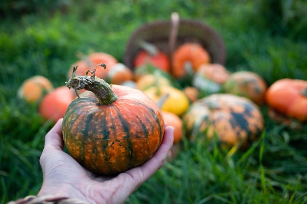 Eine Frau hält herbstlich dekorative Kürbisse Erntedank- oder Halloween-Erntekonzept