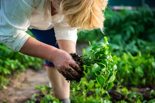 Eine Frau hält Setzlinge in ihren Händen. Selektiver Fokus. Natur.