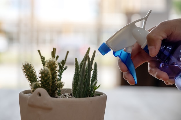 Eine Frau hält und benutzt eine Wasserflasche, um Kakteen im Haus zu wässern