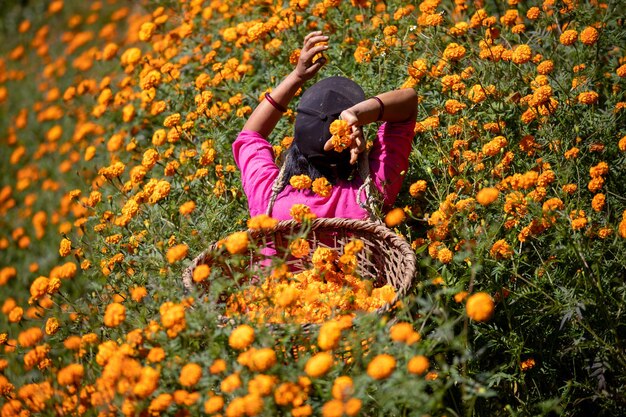 Eine Frau in einem Korb pflückt Orangenblüten.