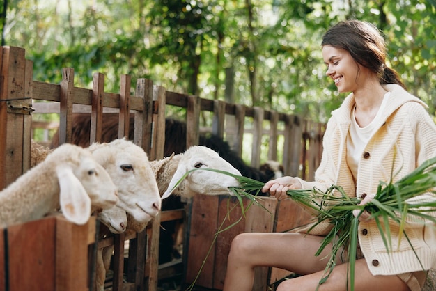 Eine Frau in einem weißen Pullover füttert ihre Schafe mit grünem Gras vor einem Holzzaun