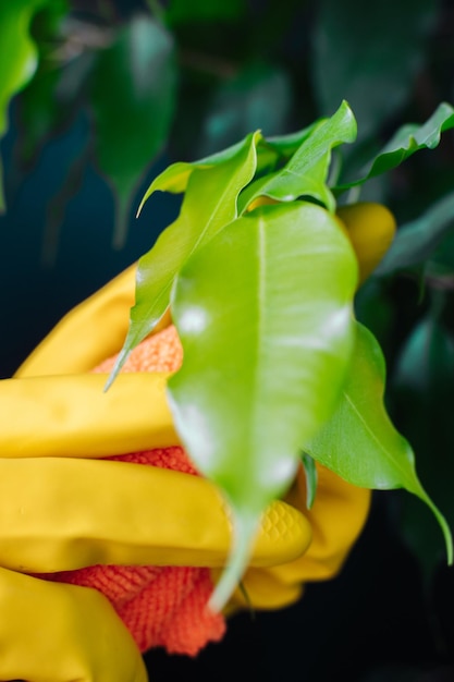 Eine Frau in gelben Handschuhen wischt den Staub von den Blättern Selektiver Fokus Pflege von Grünpflanzen