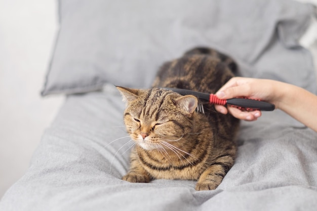 Eine Frau kämmt ihre Katze mit einem Kamm. Eine gestreifte Katze liegt auf dem Bett. Grauer Hintergrund. Pause und Entspannung.