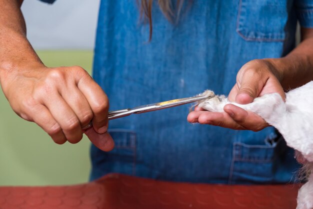 Eine Frau mit einem Messer und einem Stück Meeresfrüchte Adoption Hundepflege